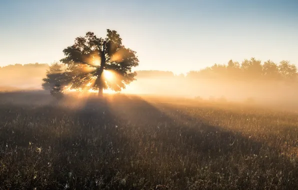 Field, Tree, Fog, Dawn, Grass, The edge