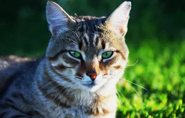 Cat, background, face, cat