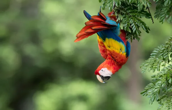Branches, background, bird, parrot, bokeh, Red macaw