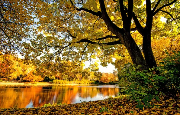 Picture autumn, forest, trees, branches, river, foliage, yellow