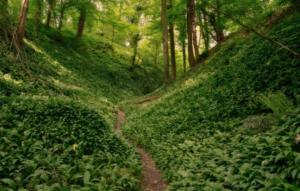Picture greens, forest, trees, Netherlands, path, Netherlands, ramsons, Limburg