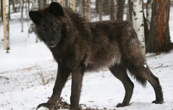 Nature, predator, animal, wolf, wildlife, portrait, portrait., Canis lupus. face