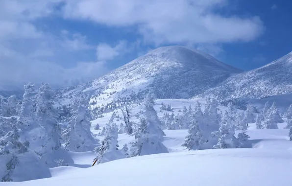Winter, forest, the sky, clouds, snow, trees, mountains, spruce
