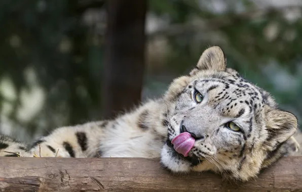 Picture language, cat, face, IRBIS, snow leopard, ©Tambako The Jaguar