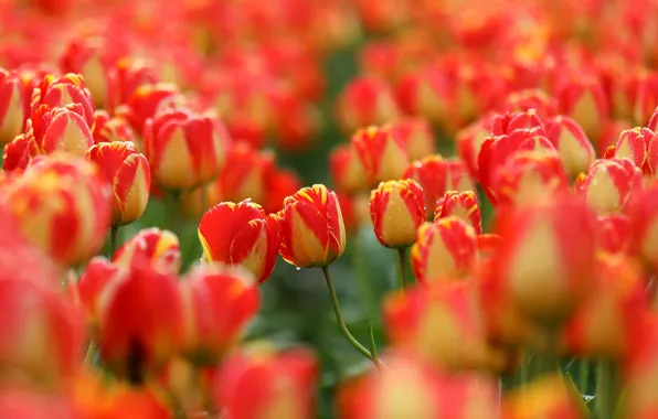 Picture tulips, buds, a lot, bokeh