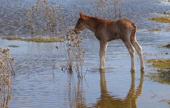 Spring, foal, Pets