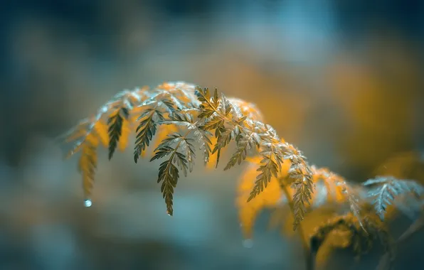Leaves, branches, water drops, bokeh