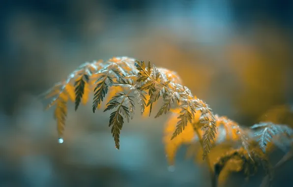 Picture leaves, branch, water drops, bokeh