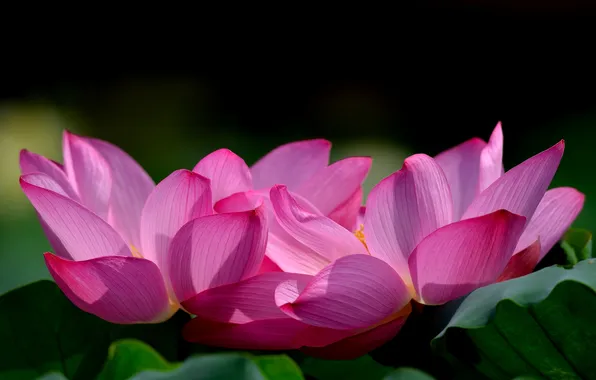 Flowers, petals, Lotus, pink