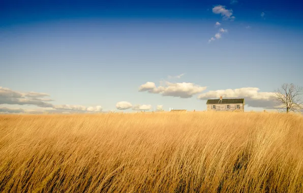 Field, the sky, clouds, trees, the fence, home, farm, shrub