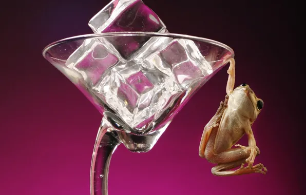 Glass, frog, ice