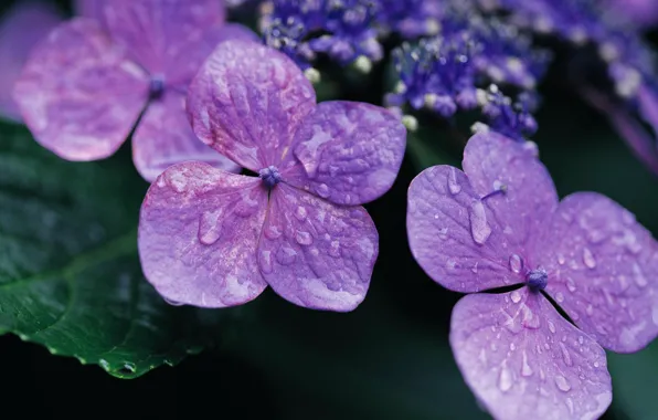 Purple, drops, flowers, Rosa, plant, petals, purple