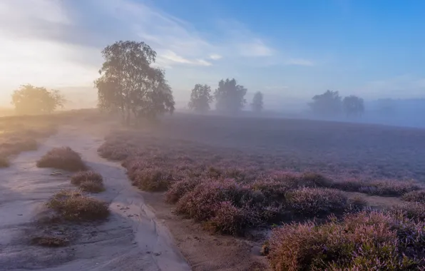 Trees, fog, morning, Heather