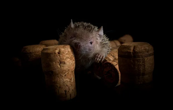 Pose, muzzle, hedgehog, tube, black background, funny, hedgehog, hedgehog