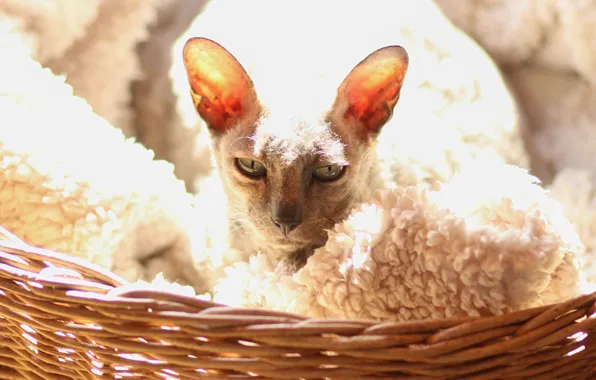 Cat, cat, look, face, light, basket, portrait, lies