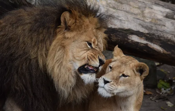 Leo, lioness, roar