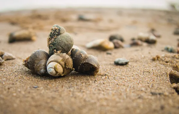 Picture sand, beach, day, shell, stones