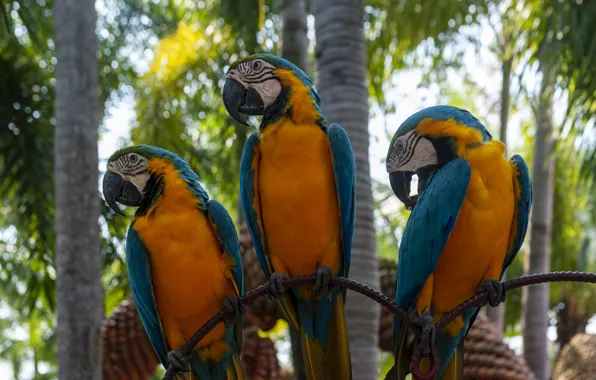 Trees, birds, palm trees, the fence, parrots, trio, Ara, three parrots