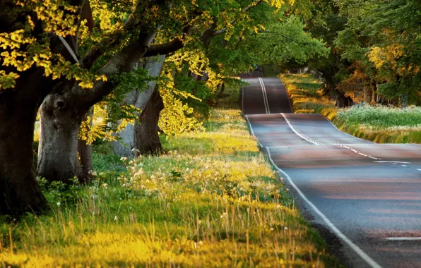 Picture road, greens, summer, asphalt, the sun, rays, light, trees, nature, plants, the evening