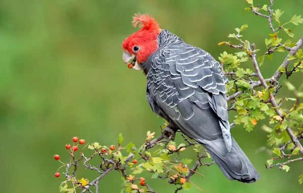 Picture bird, branch, parrot, crest