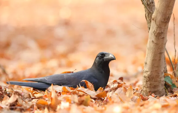 Autumn, leaves, nature, tree, bird, glade, foliage, black