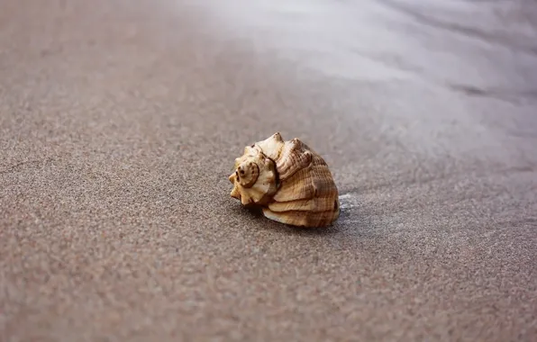 Sand, beach, background, shell