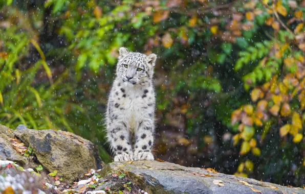 Snow, IRBIS, snow leopard, kitty