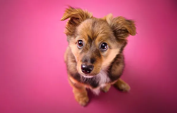 Picture look, background, dog, puppy