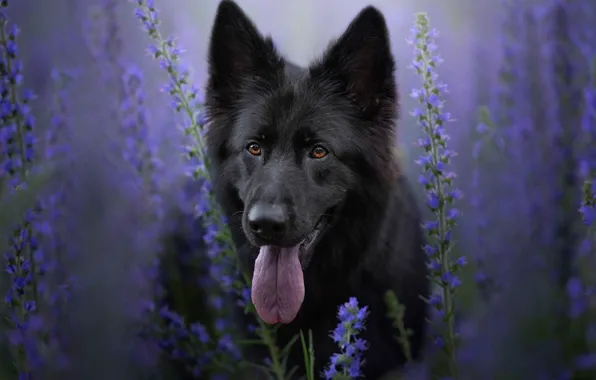 Language, look, face, flowers, stems, portrait, dog, black