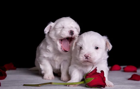 Language, dogs, flower, look, rose, petals, Bud, puppies