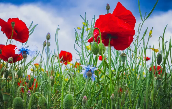 Greens, summer, the sky, clouds, flowers, blue, stems, Maki