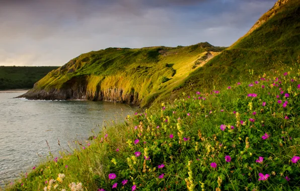 Sea, flowers, coast, UK, Wales