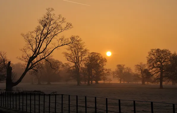 Picture field, trees, sunset, fog