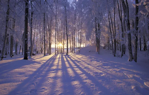 Picture winter, frost, forest, the sun, snow, trees. rays