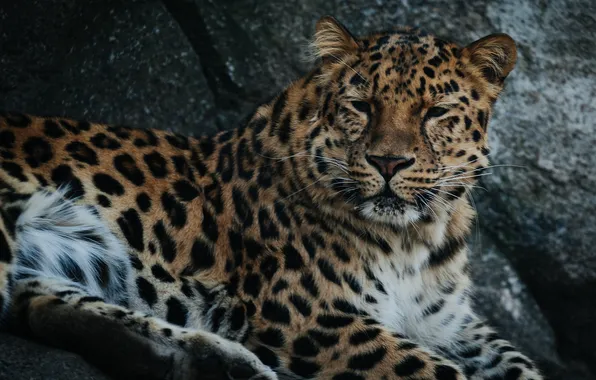 Face, predator, wild cat, the Amur leopard