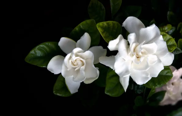 Flowers, nature, black and white