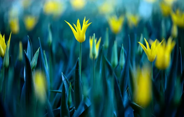 Flowers, nature, tulips