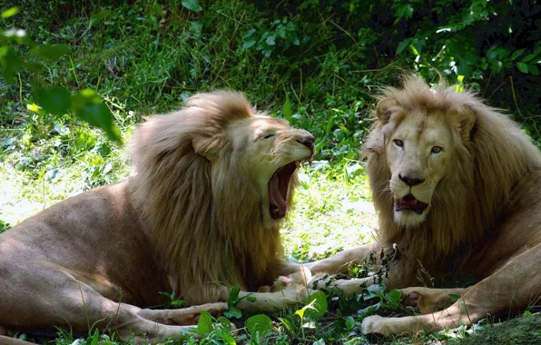 Picture lion, animal, wildlife, big cats, lions