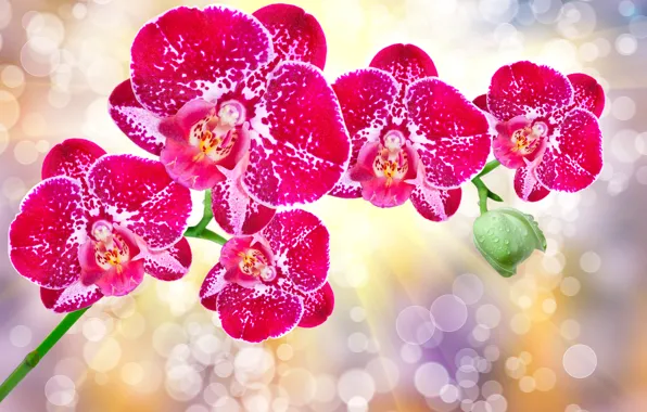 Glare, background, rays of light, Orchid, bokeh, closeup