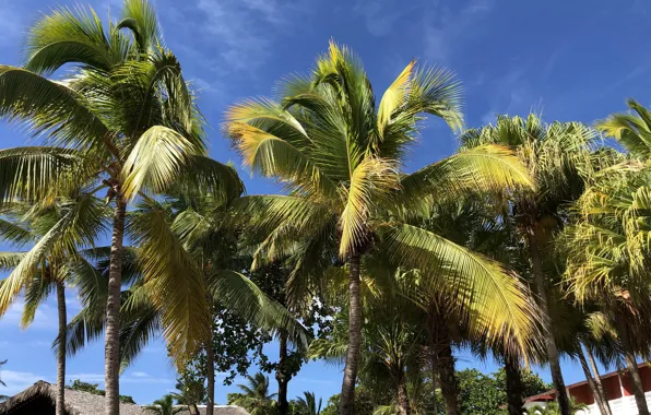 Summer, holidays, beautiful, blue sky, vacation, palms, tropical