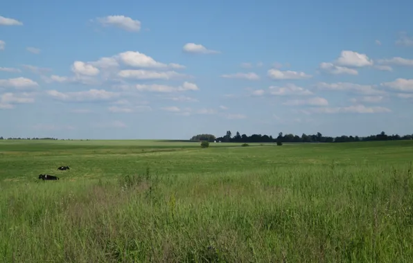 Field, Village, Cows, Space