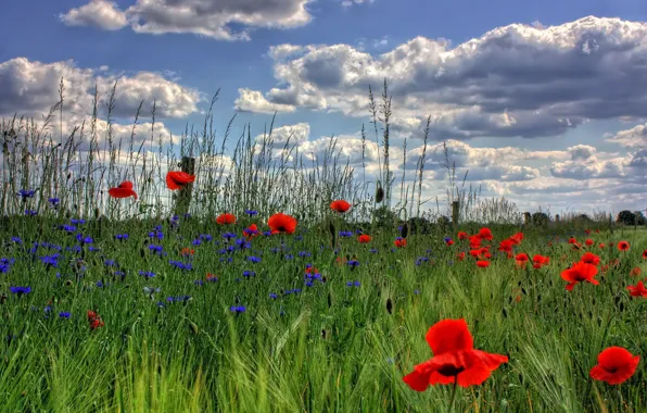 Greens, field, summer, the sky, clouds, blue, posts, rye
