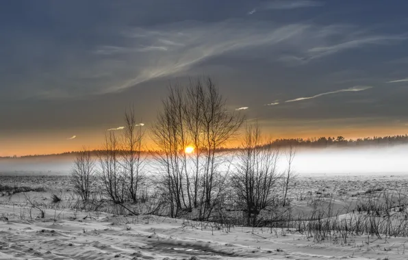 Winter, field, fog