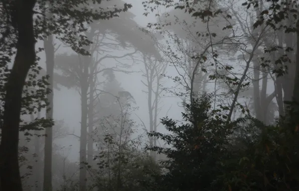 Picture forest, trees, nature, fog, twilight