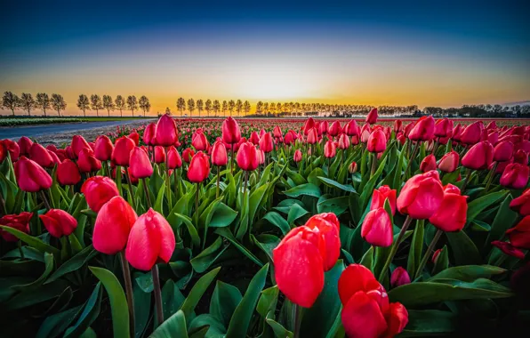 Picture field, landscape, flowers, dawn, morning, tulips, Netherlands, The haarlemmermeer