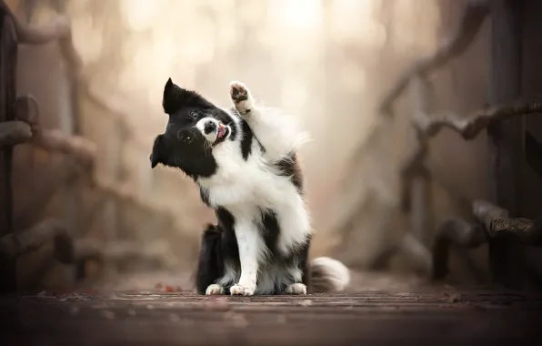 Background, each, dog