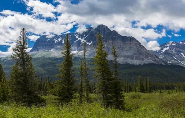 Forest, clouds, trees, mountains, USA, the bushes, Glacier, Montana