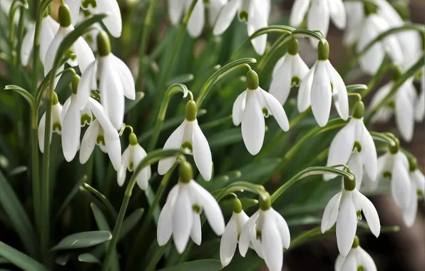 Flowers, stems, spring, petals, snowdrops, white, a lot, Bush