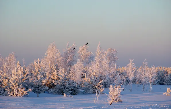 Winter, frost, field, forest, the sky, light, snow, trees