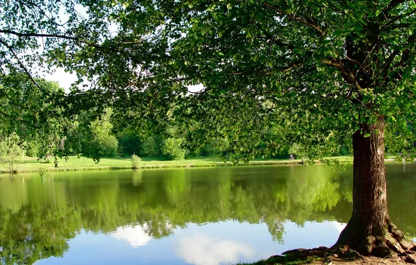 Picture pond, Park, tree